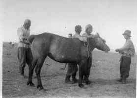 Horse and men.JPG (44487 bytes)